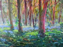 Morning in the forest