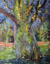 OLd Oak